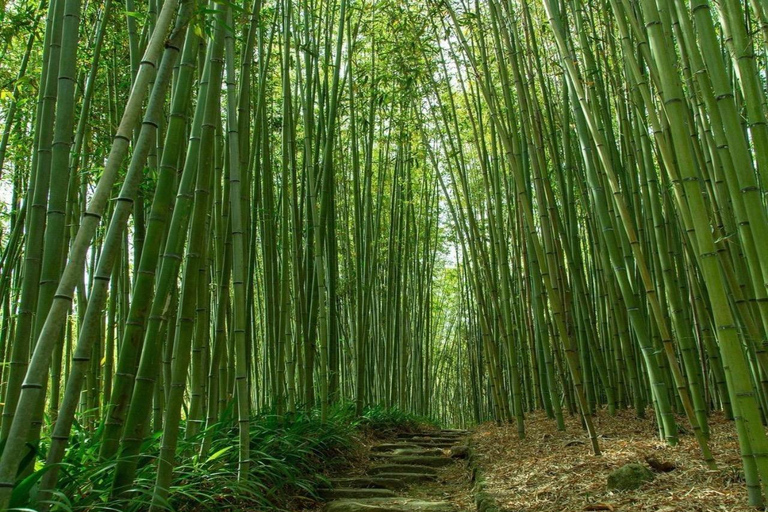 Kyoto Private Customizable Full Day Tour with Luxury Vehicle