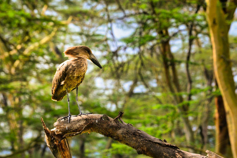 Nairobi: Lake Nakuru National Park and Lake Naivasha Tour