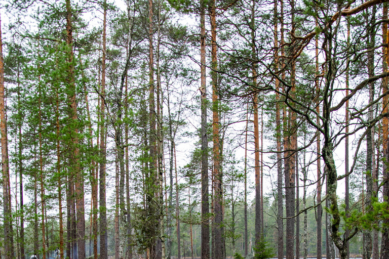 Experiencia de senderismo por el Parque Nacional de Nuuksio desde Helsinki