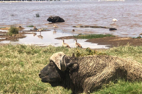Lake Nakuru National Park Day Trip From Nairobi Lake Nakuru National Park From Nairobi