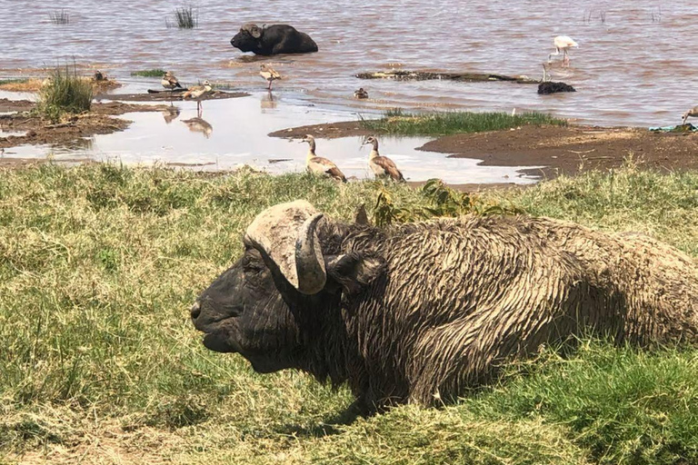 Lake Nakuru National Park Day Trip From Nairobi Lake Nakuru National Park From Nairobi