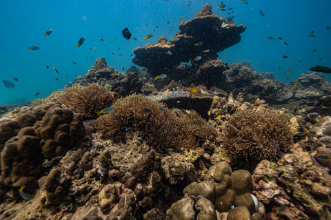 Phuket: Scuba Diving for Beginner (Shore dive in Kata beach) Phuket: Discovery Scuba Diving Experience Shore dive in Kata