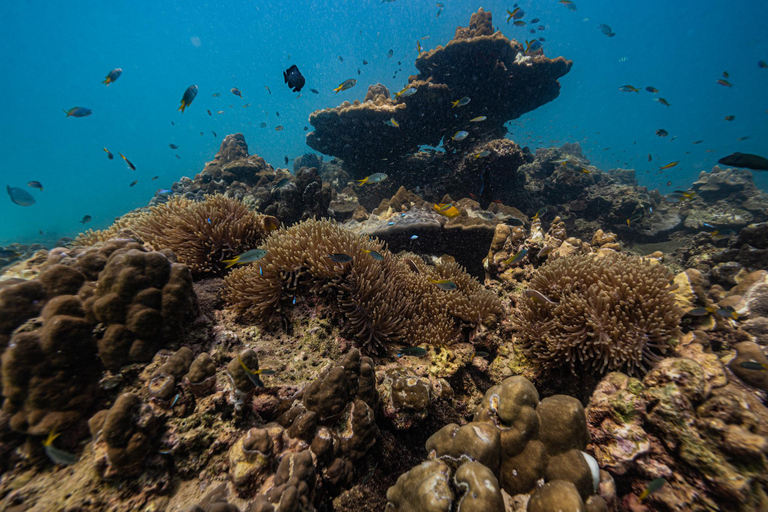 Phuket: Scuba Diving for Beginner (Shore dive in Kata beach) Phuket: Discovery Scuba Diving Experience Shore dive in Kata