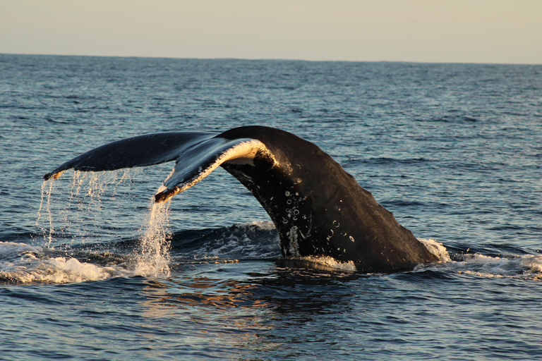 Los Cabos: Whale Watching and Safari