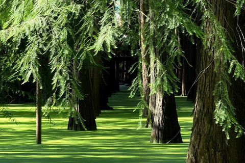 Hangzhou: Qingshan Lake Water Forest Fairy Tale Ticket