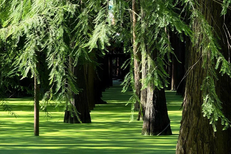 Hangzhou: Qingshan Lake Water Forest Fairy Tale Ticket