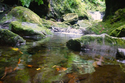 Madère : Visite à pied Levada do Rei/Ribeiro BonitoMadère : Visite à pied - Levada do Rei/Ribeiro Bonito