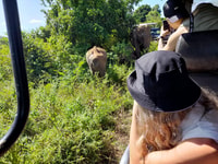 Udawalawa safari w tush d'Ella (w pick / drop pour ella) - Housity