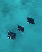 Nusa Penida Land Tour & Snorkeling With Manta Ray - Housity