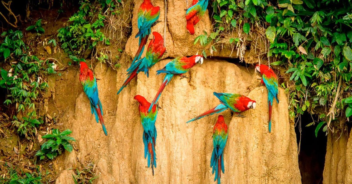 Collpa de Guacamayos de Tambopata 2D/1N | GetYourGuide
