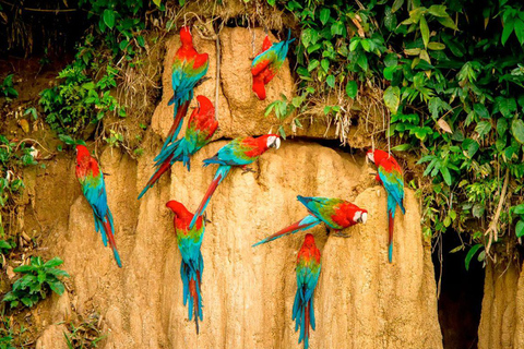 Tambopata Clay Lick for Macaws 2D/1N