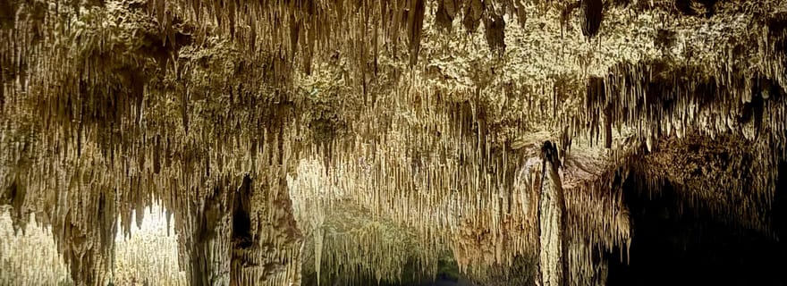 Tulum : randonnée dans la jungle, cénotes et repas