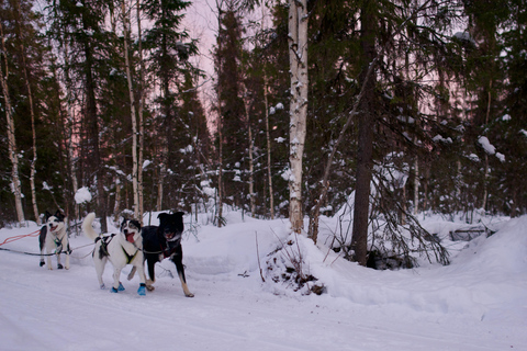 Levi: safari in slitta trainata da husky di 5 km con guida autonomaLevi: safari in slitta trainata da husky di 5 km da guidare da soli