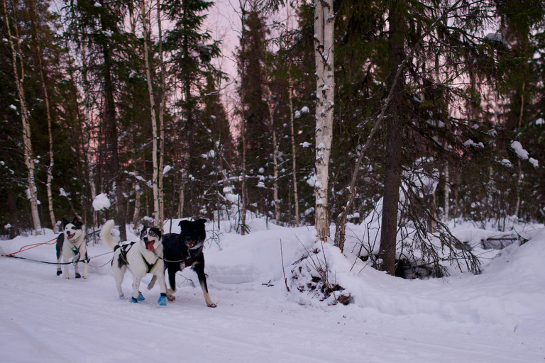 Levi: safari in slitta trainata da husky di 5 km con guida autonomaLevi: safari in slitta trainata da husky di 5 km da guidare da soli