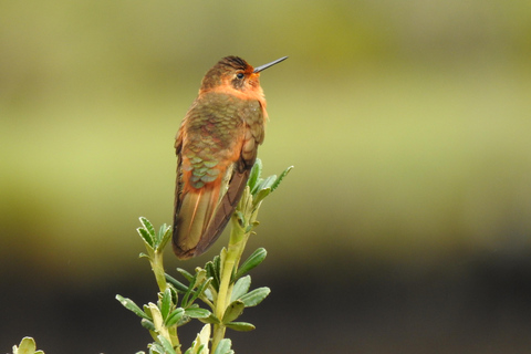 Cuenca: Birdwatching Tour in Cajas National Park with an expert guide Cuenca: Birdwatching Tour in Cajas National Park with an Expert Guide