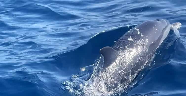 Observation des dauphins et snorkeling avec les tortues