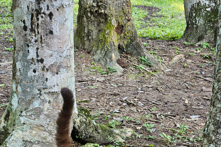 Tikal Guatemala