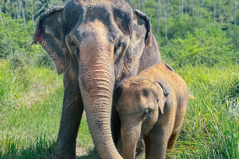 Koh Samui: Ethical Elephant Home Guided Tour with Transfers