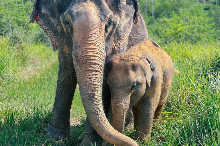 Koh Samui: Ethical Elephant Home Guided Tour with Transfers