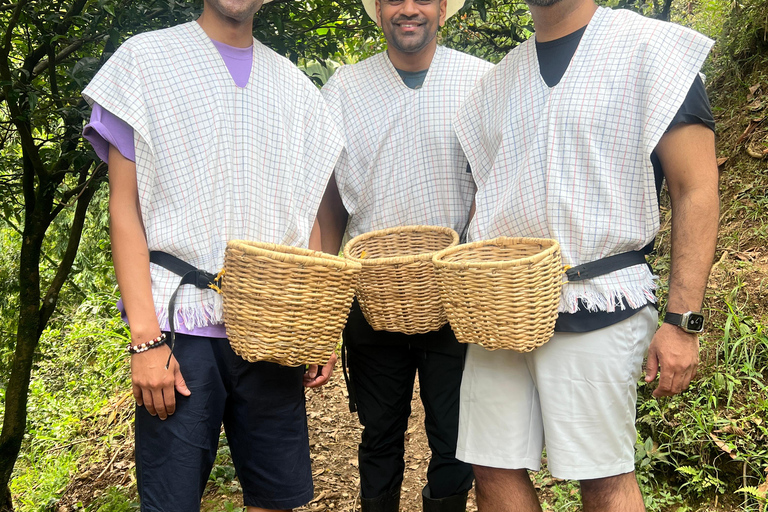 麦德林：咖啡农场之旅含品鉴与采摘体验麦德林：咖啡农场之旅，含品鉴与接送服务