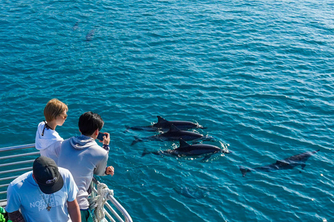 Oahu: Swim with Dolphins, Turtle Snorkel Tour and Waterslide