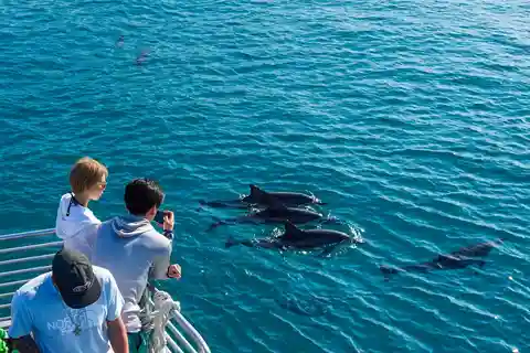 Oahu Dolphin Watch, Turtle Snorkel, Waterslide Activities