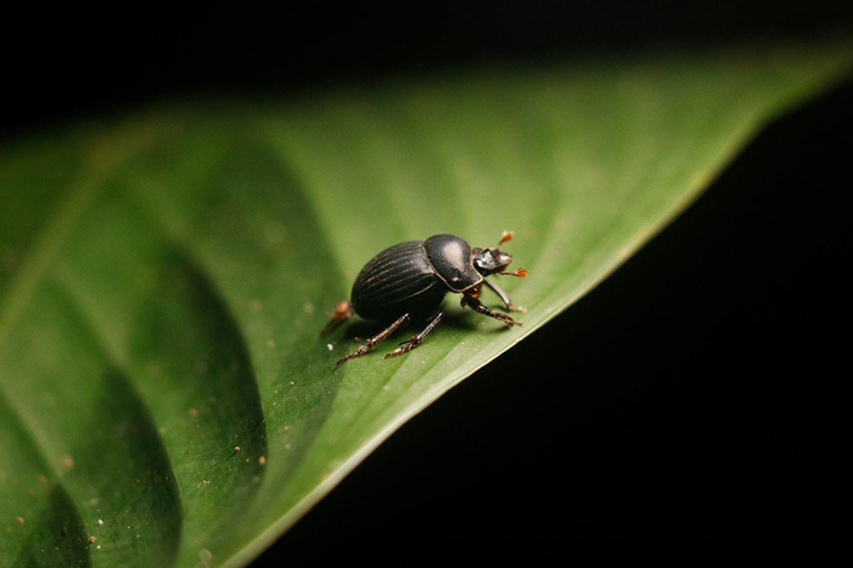 Madre de Dios: Amazon Rainforest Nocturnal Tour