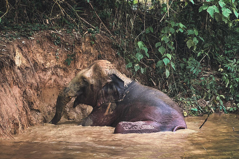 Phuket: Halbtägige Elefantenerkundung bei Phuket Elephant CareHotelabholung in Phuket