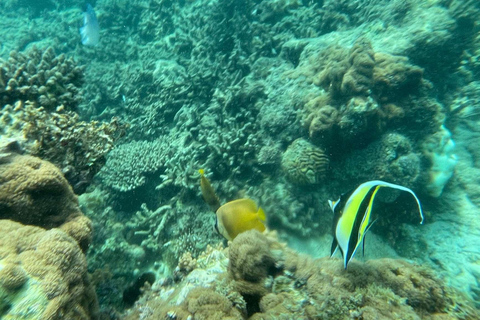 Zanzibar: Salaam cave sea turtles, Star fish & Blue Lagoon Tour without hotel pick up and drop off