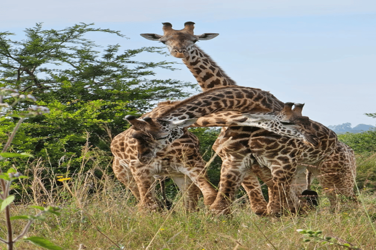 Tour di un giorno del Parco Nazionale di Nairobi e del Centro delle Giraffe