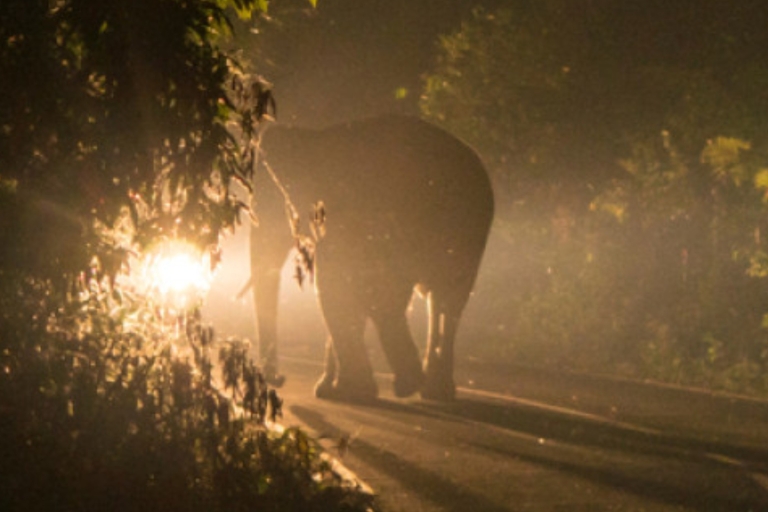 Victoria Falls : expérience de conduite nocturnePromenade nocturne dans la brousse