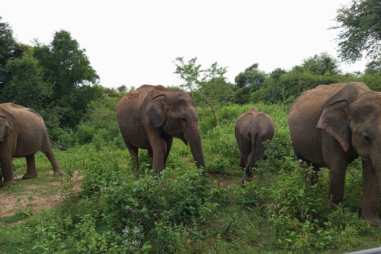 Yala, Udawalawe Safari &amp; Elephant Home Esperienza di vitaYALA Safari, Casa dell'elefante Esperienza di vita