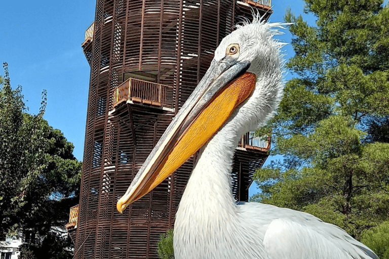 Von Golem/Durres:Divjaka und Karavasta Lagune Jeep Safari