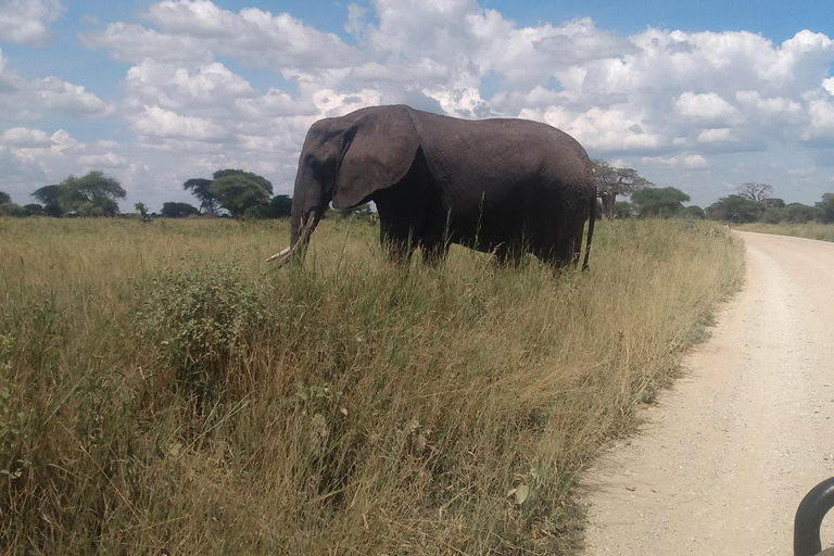 3 Tage, Tansania Abenteuer SafarisTansania-Safari