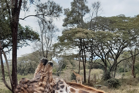 Nairobi: Parco nazionale, orfanotrofio degli elefanti e tour delle giraffe