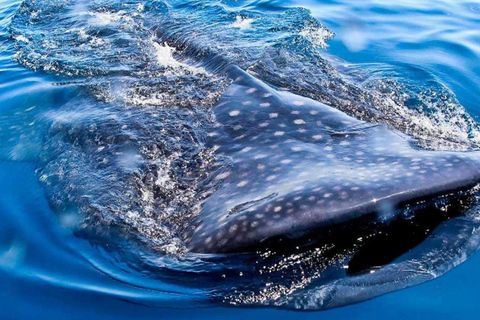Cancun: Whale Shark Swim and Isla Mujeres Snorkeling Tour