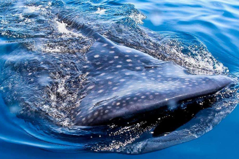Cancun: Whale Shark Swim and Isla Mujeres Snorkeling Tour