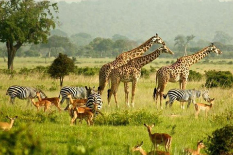 5-Day Murchison Falls Safari with Ziwa Rhinos