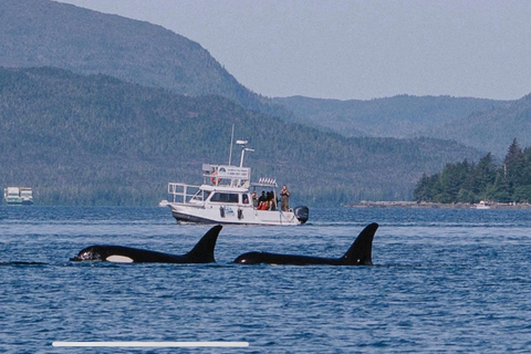 Ketchikan: Orca Cove Fast Boat & Sea Kayaking Tour