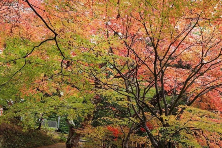 Kyoto Full-Day Customizable Group Tour with Guide