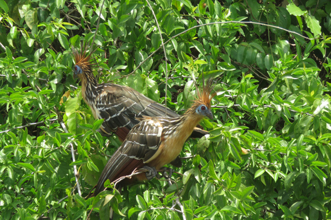 Puerto Maldonado: Tambopata Candamo 5-day expeditions