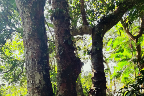 Rio de Janeiro: Tijuca Caves Guided Hike with Park Entry