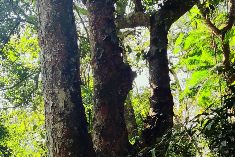 Rio de Janeiro: Tijuca Caves Guided Hike with Park Entry