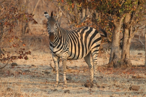 Safari privado por el Parque Nacional Zambeze (4 - 10 horas)Recorrido de 10 horas