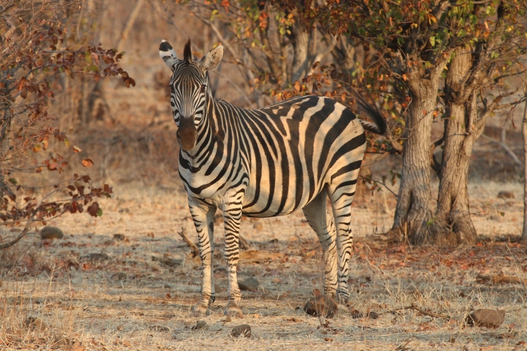 Prywatne safari w Parku Narodowym Zambezi (4–10 godzin)4-godzinna wycieczka