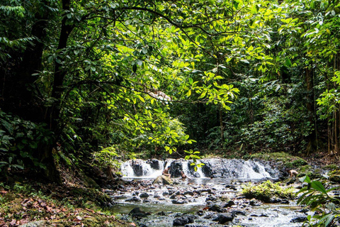 Corcovado National Park: Zwei Tage voller Dschungel und Tiere