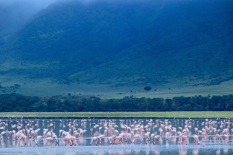 4-Day Tanzania Safari: Tarangire, Ngorongoro With Pickup