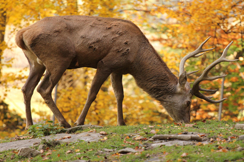 Salzburg Zoo Hellbrunn Skip-the-line Tickets & Private Car