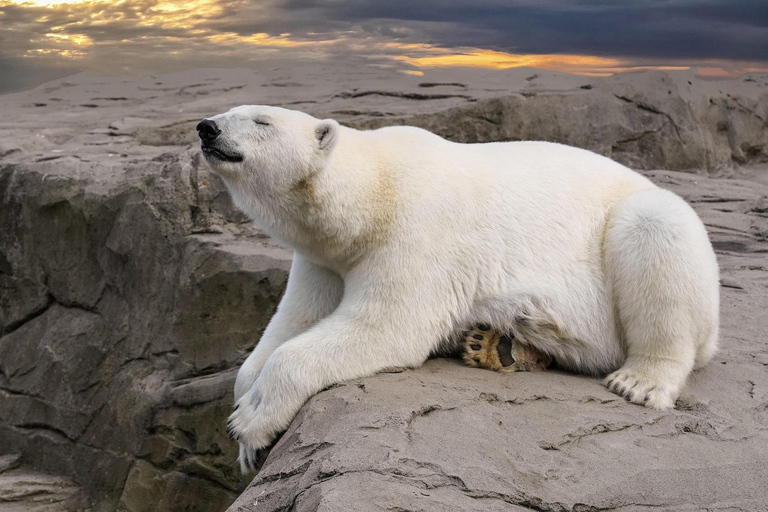 Rovaniemi: Ranua Zoo Tickets & Transportation. 4 people Rovaniemi: Ranua Zoo Tickets and Transportation. PETS