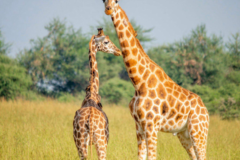 Uganda: 7-Day Wildlife & Primate Safari Adventure